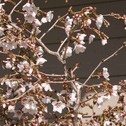 Prunus incisa kojo mai - prunus,