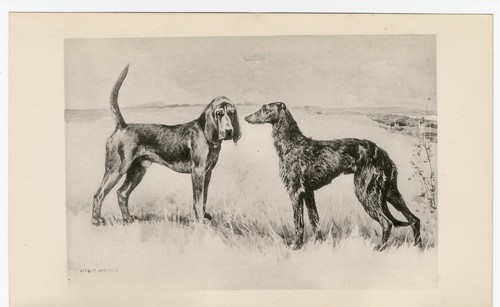 Deerhound bloodhound rare - deerhound, &