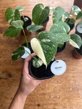 Monstera Thai Constellation 
