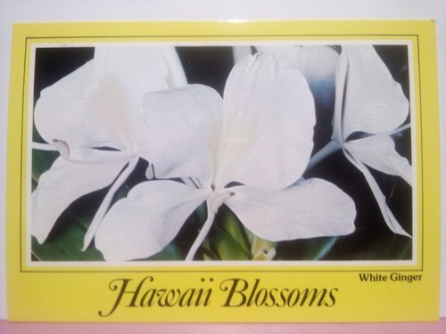 Different hawaii flowers - (3),