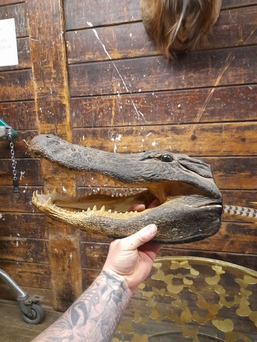 Large size taxidermy aligator - large,