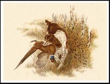 ENGLISH SPRINGER SPANIEL &