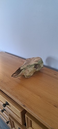 Natural female cow - skull, head