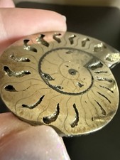 Fossil Pyritized Iridescent