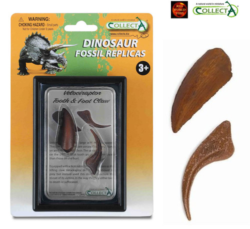 Velociraptor tooth and foot - and,