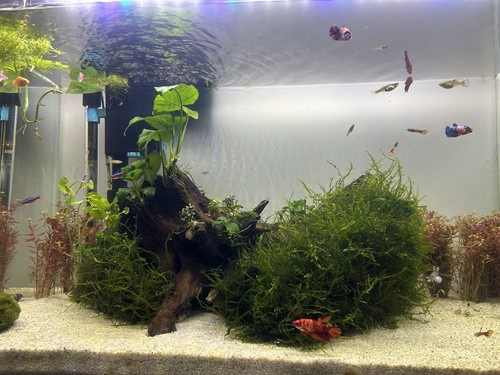 25g java moss live aquarium - moss,