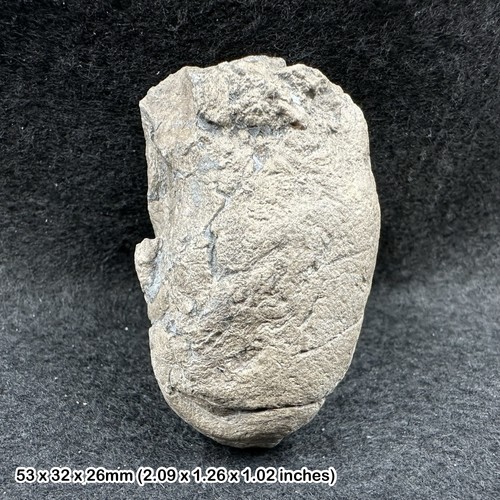 Ichthyosaur coprolite fossil - ichthyosaur,