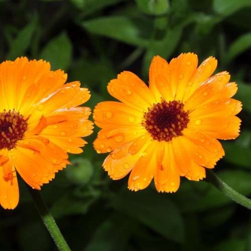Calendula nova 3 - ‘nova’,