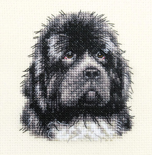 Newfoundland dog pup - newfoundland, dog,