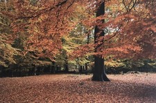 Colourful Autumn Forest Trees. Large Art Framed Canvas Picture 60x90cm