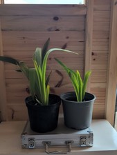 Iris summer revels