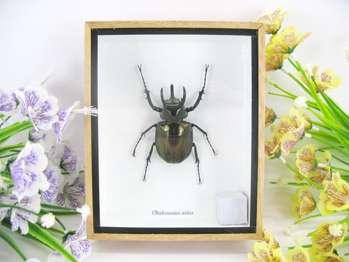 Chalcosoma atlas beetle 3d - chalcosoma,