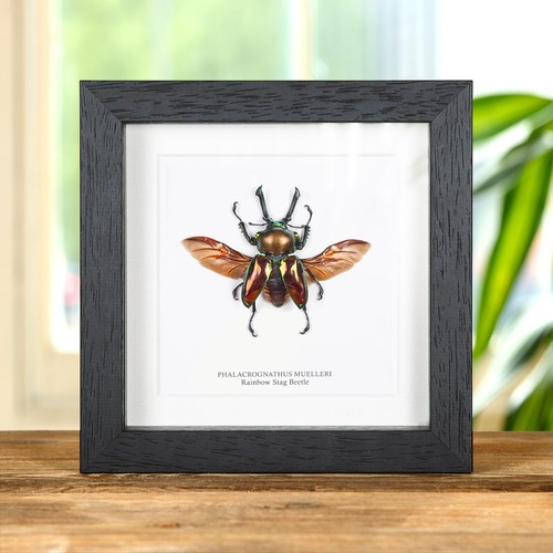 Rainbow stag beetle taxidermy - stag,