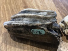 UK Fossil Horse Molars Teeth Pliocene Equus