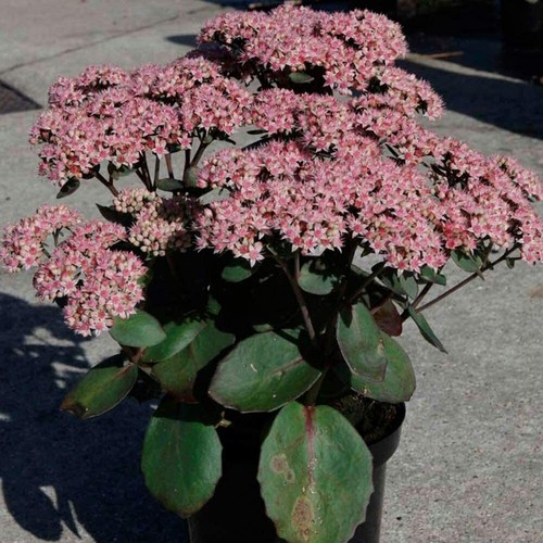 Sedum hardy perennial - hardy,