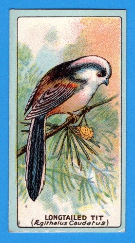 Long tailed tit original - long-tailed,