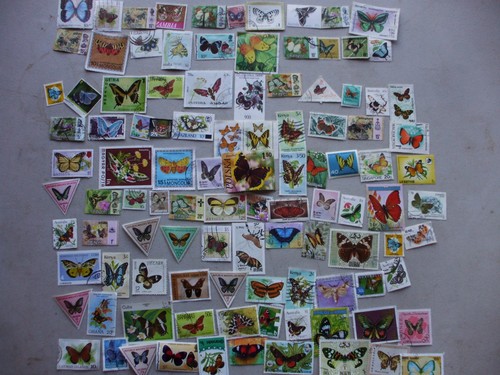 Over 100 differnt - 100, butterflies