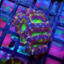 Wysiwyg acan lord coral - -,