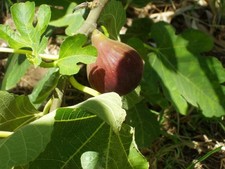 Fig Fruit Tree Ficus Brown