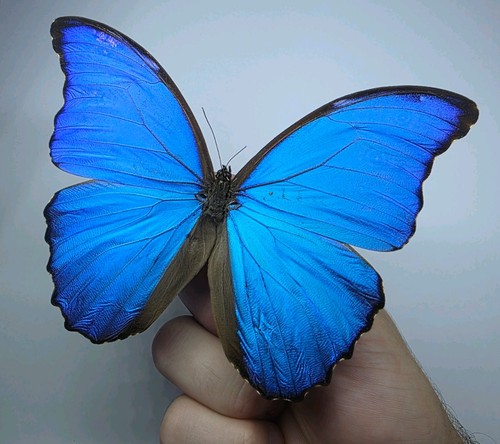 Morpho didius set - didius, a-