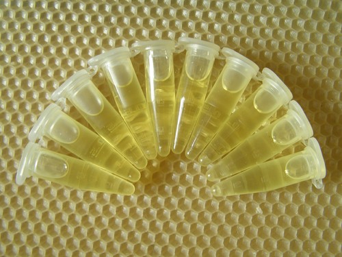 5mls honey bee swarm - ,
