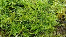 Live fern moss carpetting - live,