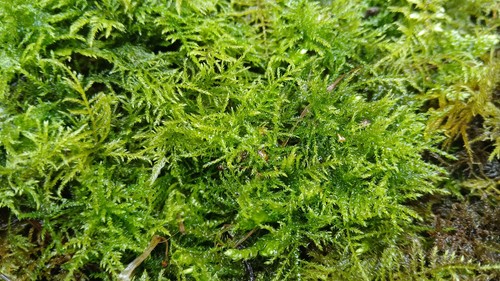Live fern moss carpetting - fern, moss.