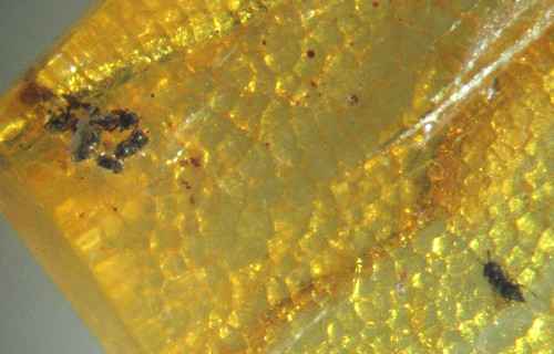 Pliocene amber kenya - pliocene,