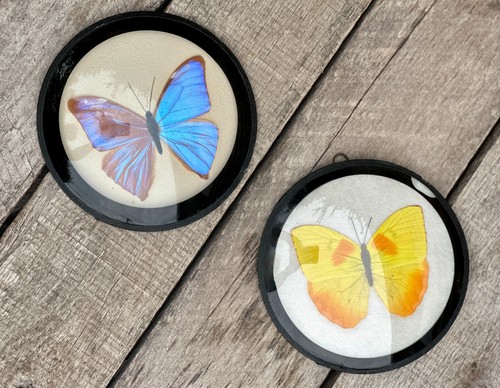 Vintage taxidermy butterfly - vintage,