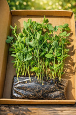 19 Strong Sweet Pea Plants –