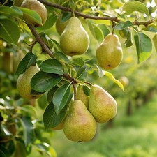 Patio pear garden pearl - patio,