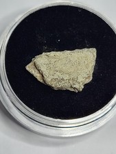 Hadrosaur Egg Shell. Genuine Rare Dinosaur Fossil. Christmas gift idea! Ref214