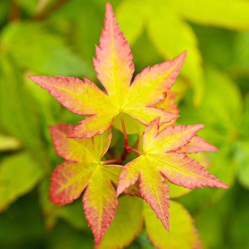Acer palmatum little - acer, 'little