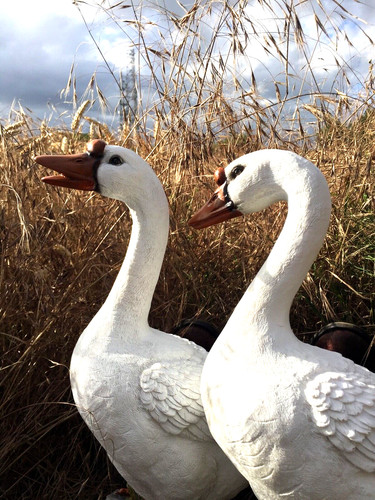 Geese pair birds fowl - birds,