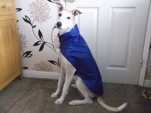 New lurcher large whippet - ~,