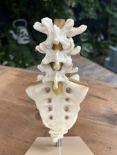 Vintage Anatomical life size