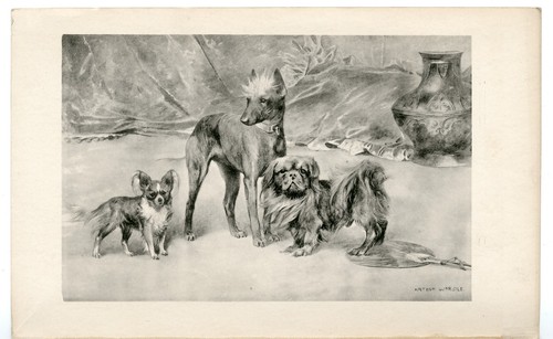 Chinese crested papillon - crested,