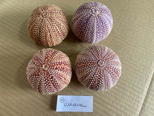 Medium scottish sea urchins - 4,