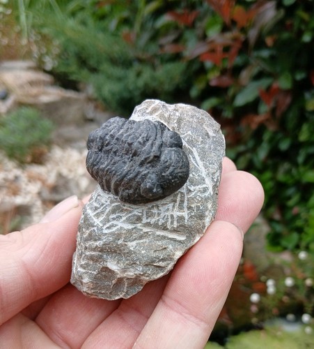 Fossil trilobite devonian age - trilobite,