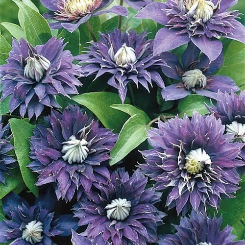 Clematis seeds flower seed - clematis,