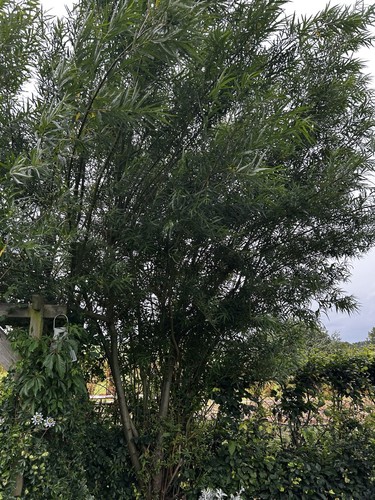 Willow plants pack of - pack,