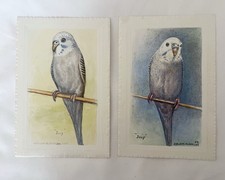 Vintage 1983 Budgie Postcard “Joey” by D.M. & E.M. Alderson Bird Art Print 80s