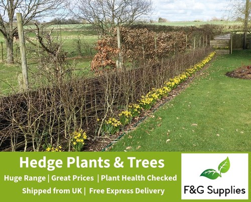 Mixed native hedge plant mix - hedge,