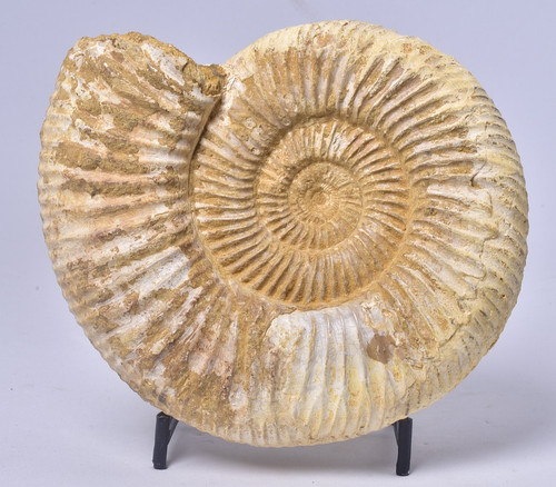 Ammonite perisphinctes middle - ammonite, perisphinctes,