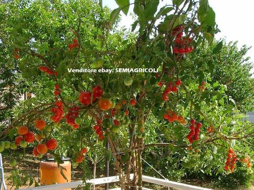 Giant tree tomato - giant,