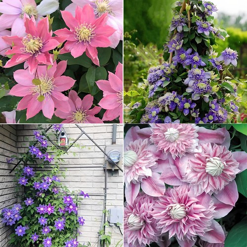 100 clematis seeds climbing - 100,