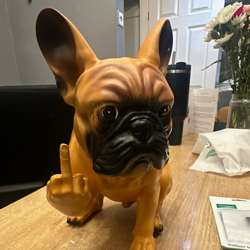 French bulldog dog - bulldog,