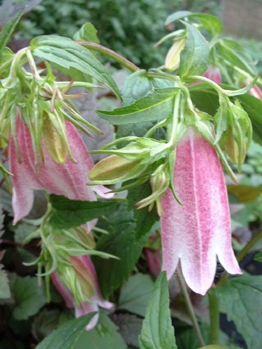 Campanula elizabeth 9cm - in, a