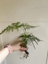 Asparagus Fern Plant Plumosus