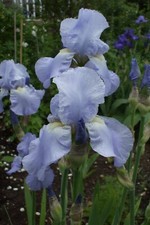 3x Iris germanica Jane
